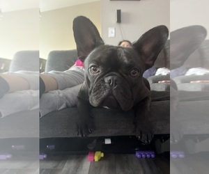Mother of the French Bulldog puppies born on 09/23/2024