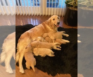 Mother of the Golden Retriever puppies born on 04/01/2022