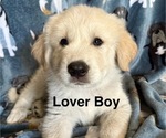 Puppy Lover boy Great Pyrenees
