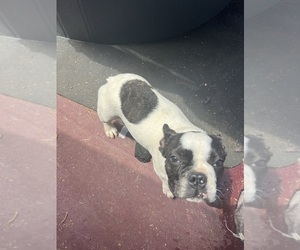 French Bulldog Dogs for adoption in LOMA LINDA, CA, USA