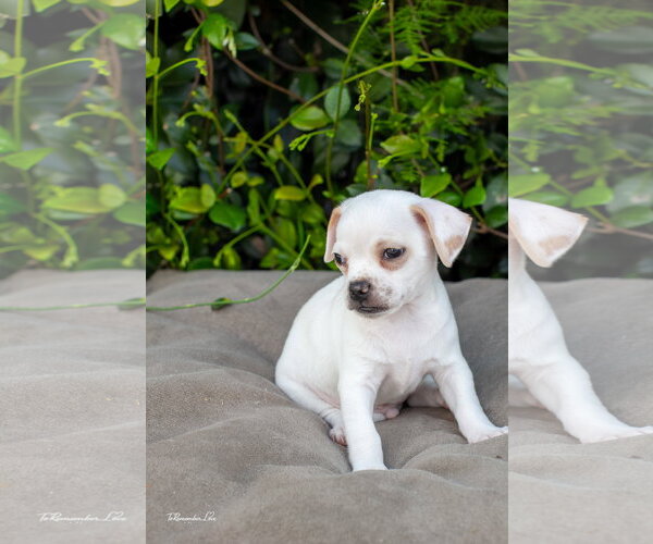 Medium Photo #2 Chihuahua Puppy For Sale in Marina Del Rey, CA, USA