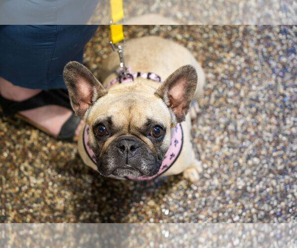 Medium Photo #2 French Bulldog Puppy For Sale in St. Louis Park, MN, USA