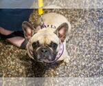 Small #1 French Bulldog