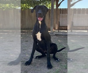 Great Dane Dogs for adoption in Great Bend, KS, USA