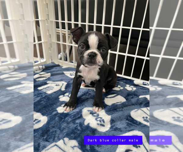 Medium Photo #3 Boston Terrier Puppy For Sale in LYNNWOOD, WA, USA