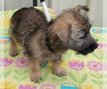 Small #3 Cairn Terrier
