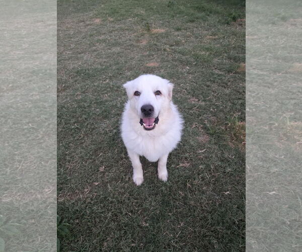 Medium Photo #2 Great Pyrenees-Unknown Mix Puppy For Sale in Houston, TX, USA