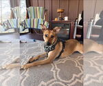 Small #5 Rat Terrier Mix