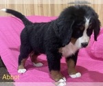 Small Photo #2 Bernese Mountain Dog Puppy For Sale in SHERIDAN, MI, USA