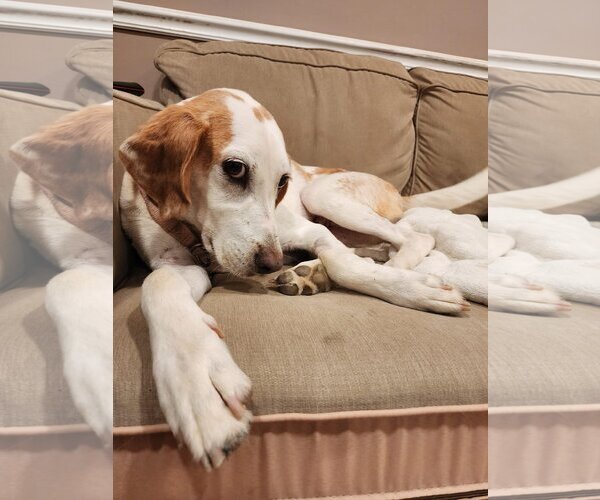 Medium Photo #2 English Foxhound-Unknown Mix Puppy For Sale in Dahlgren, VA, USA