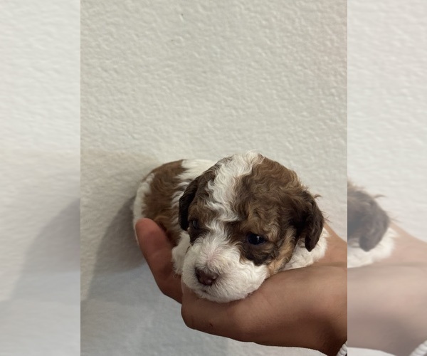 Medium Photo #9 Bernedoodle (Miniature) Puppy For Sale in LONGMONT, CO, USA