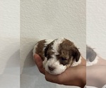 Small #8 Bernedoodle (Miniature)