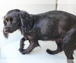 Small Cocker Spaniel Mix