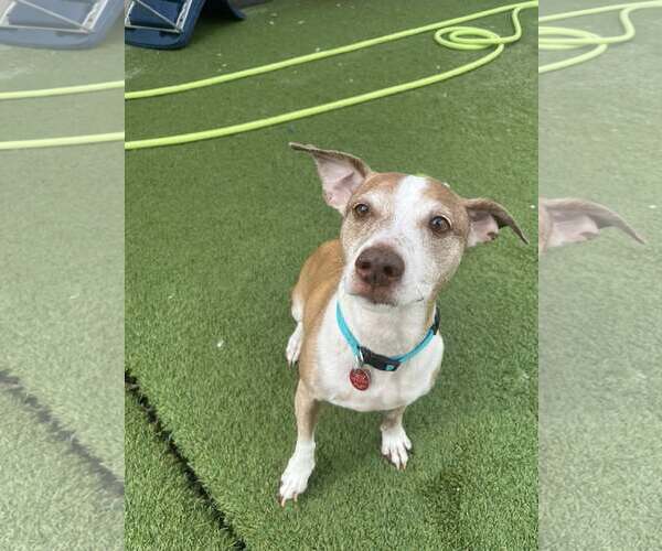 Medium Photo #3 Jack Russell Terrier-Unknown Mix Puppy For Sale in Tempe , AZ, USA