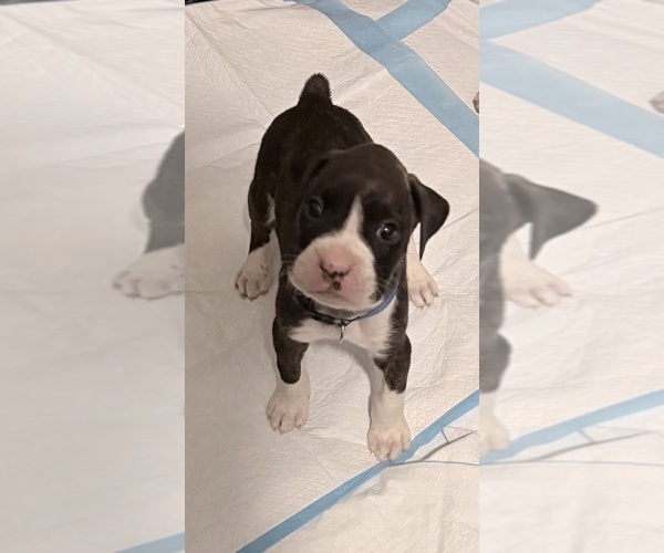 Medium Photo #2 Boxer Puppy For Sale in DISPUTANTA, VA, USA