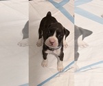Boxer puppies - Male Boxer Puppy for Sale - Photo #2