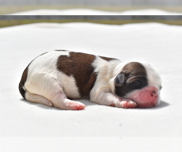 Medium Photo #2 Shih Tzu Puppy For Sale in PALM COAST, FL, USA