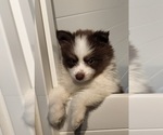 Small Photo #18 Pomsky Puppy For Sale in RAMONA, CA, USA