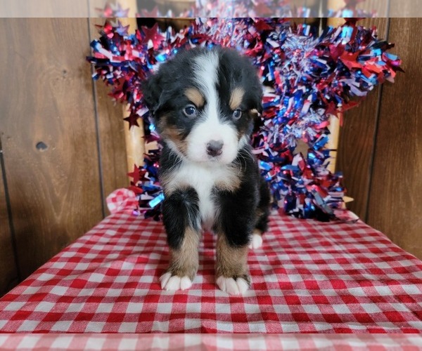 Medium Photo #2 Bernese Mountain Dog Puppy For Sale in BLACK FOREST, CO, USA