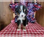 Small #1 Bernese Mountain Dog