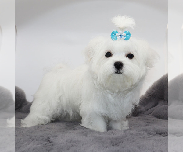 Medium Photo #4 Maltese Puppy For Sale in LOS ANGELES, CA, USA
