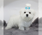 Small #3 Maltese