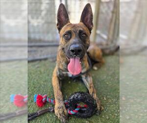 German Shepherd Dog-Unknown Mix Dogs for adoption in Woodland, CA, USA