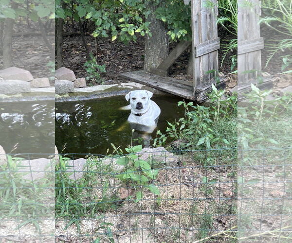 Medium Photo #3 American Pit Bull Terrier-Beagle Mix Puppy For Sale in Hillsboro, MO, USA