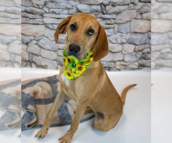 Medium Photo #4 Labrador Retriever-Unknown Mix Puppy For Sale in Kennesaw, GA, USA