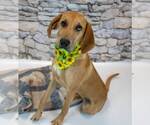 Small #3 Labrador Retriever Mix