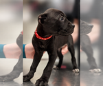 Small #6 Cane Corso