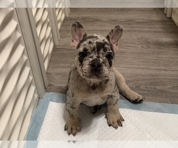 Medium Photo #6 French Bulldog Puppy For Sale in BURLINGAME, CA, USA