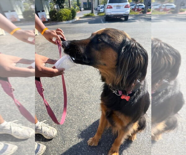 Medium Photo #30 German Shepherd Dog-Unknown Mix Puppy For Sale in Lake Forest, CA, USA