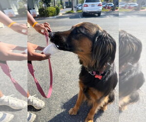 Daisy Ann - Adopt Me! - Female German Shepherd Dog-Unknown Mix Dog for Adoption - Photo #30