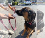 Small Photo #30 German Shepherd Dog-Unknown Mix Puppy For Sale in Lake Forest, CA, USA