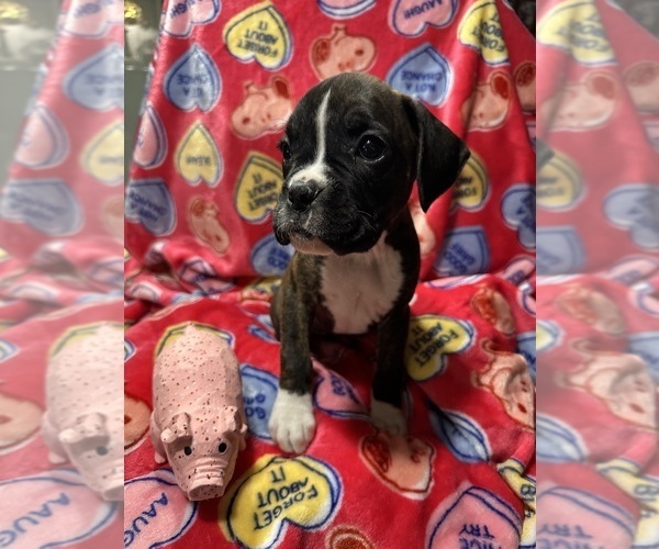 Medium Photo #12 Boxer Puppy For Sale in RALEIGH, NC, USA
