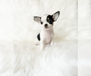 Chihuahua Puppy for sale in SACRAMENTO, CA, USA