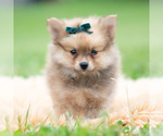 Small Photo #57 Pomeranian Puppy For Sale in WARSAW, IN, USA