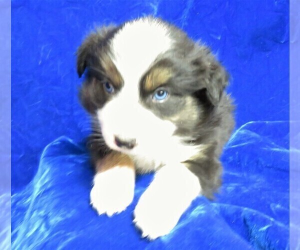 Medium Photo #3 Australian Shepherd Puppy For Sale in HARTVILLE, MO, USA
