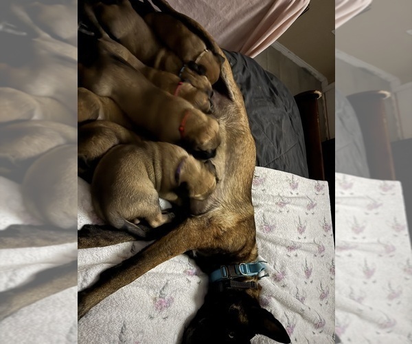 Medium Photo #10 Belgian Malinois Puppy For Sale in JACKSONVILLE, FL, USA