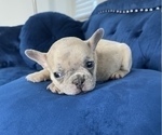 Small #49 French Bulldog