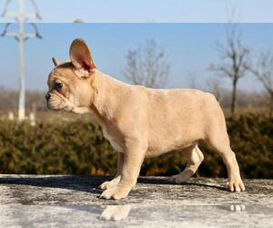 French Bulldog Puppy for sale in BROOKLYN, NY, USA