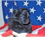 Small Photo #3 Pomeranian Puppy For Sale in ALTON, MO, USA