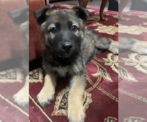 German Shepherd Dog Puppy for sale in TAYLORS, SC, USA