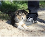 Puppy Maple Australian Shepherd
