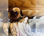 Small Dachshund