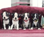 Small #2 Boston Terrier