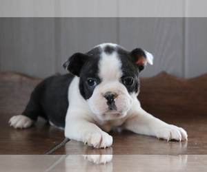 Boston Terrier Puppy for sale in SHILOH, OH, USA