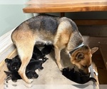 Small Photo #1 German Shepherd Dog Puppy For Sale in FORT WAYNE, IN, USA
