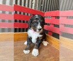 Small #2 Miniature Bernedoodle